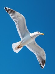Obraz premium A lone gull soaring against a backdrop of azure sky.