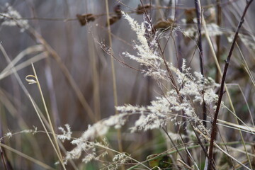reeds in the snow
