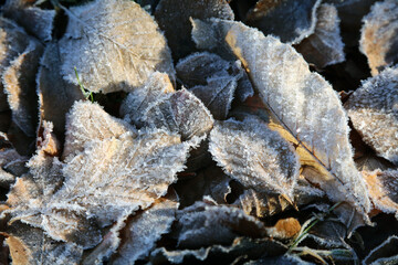 Closeup of a pile of frozen leaves, Derbyshire England
