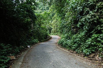 path in the forest with trees with green leaves