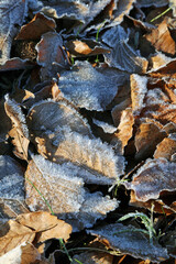 Pile of frozen leaves, Derbyshire England
