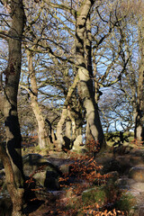 Fototapeta premium Trees in winter light, Derbyshire England 
