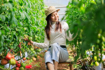 asian female owner tomatos gardening sitting working and checking tomatoes quality in her farm,