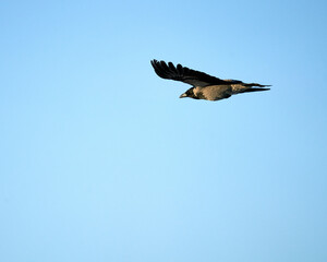 The hooded crow is flying alone over the blue, cloudless sky, wings stretched