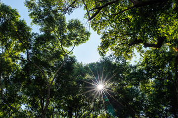 Obraz premium angle view of Leaves and Sunstar Sunlight Streaming Through Trees for Wallpaper,