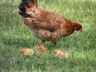 A chicken hen tending to her chicks