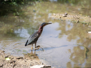 The green heron (Butorides virescens) is a small heron of North and Central America.