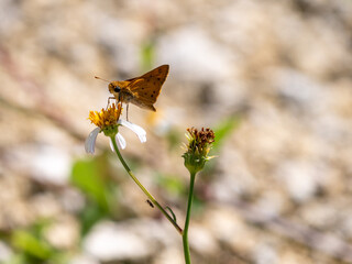 Fiery Skipper, Hylephila phyleus