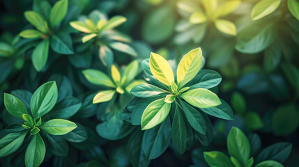 Green nature background, leaves of tropical plants in the sun. Copy space.