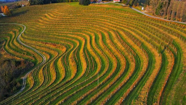 Stunning aerial 4K drone footage  of an wine region of Jeruzalem, Slovenia. Filmed on a crisp, sunny late autumn day, this video shows beautiful Slovenian countryside surrounded by vineyards.