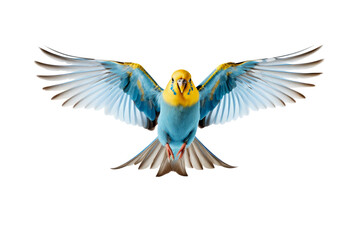 Fototapeta premium cute birds looking isolated on white