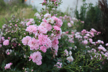 Shrub pink roses. Blurred of sweet roses in pastel colour style on soft blur bokeh texture for...