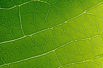 Fototapeta premium Translucent green leaf, macro, texture, background