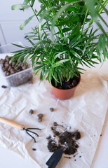 Repotting chamaedorea palm plant at home. Houseplant hobby