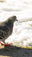 Dove on the snow