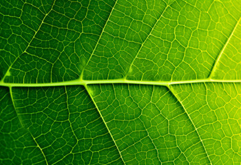 Obraz premium Translucent green leaf, macro, texture, background