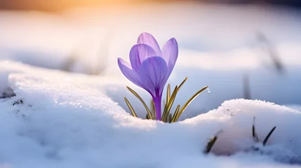Meubelstickers spring awakening crocus in the snow © Ziyan Yang