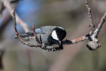 Wildlife scene with a cute rufous-naped tit sitting on tree branch.