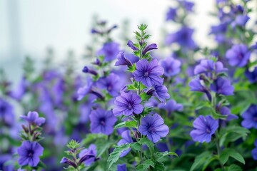 Garden of color Purple flowers with key copy space backdrop