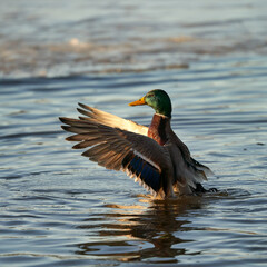 Obraz premium Male duck stretches the wings on a pond in Norway during winter