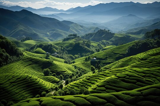 Spring tea plantations, Areal view with copy space