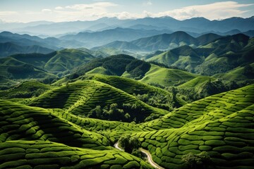 Spring tea plantations, Areal view with copy space - obrazy, fototapety, plakaty