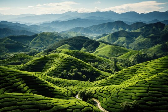 Spring tea plantations, Areal view with copy space