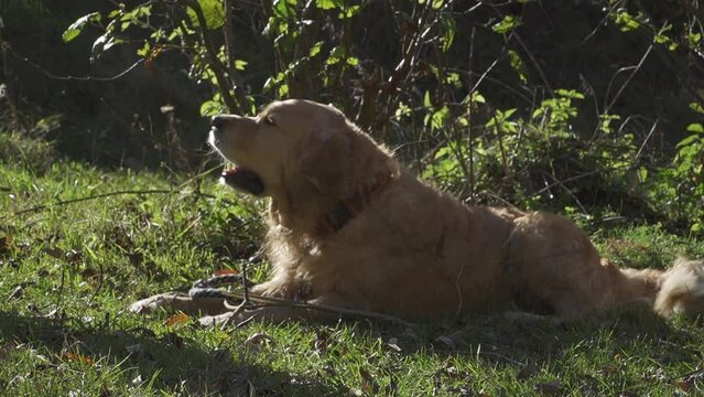 Happy dog in shade with stick barks playfully then stands. Golden retriever in park playing and yapping at person out of frame.