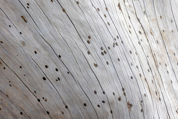 Old teak wood panel texture surface, Abstract nature pattern with stripes and dotted, Detail of...
