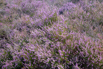 Selective focus of purple flowers in the filed, Calluna vulgaris (heath, ling or simply heather) is the sole species in the genus Calluna, Flowering plant family Ericaceae, Nature floral background.