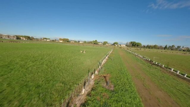 Low FPV shot overhead a vineyard with a tractor ready in the field