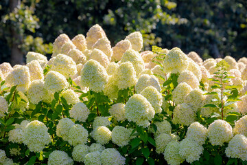 Selective focus bushes of Hydrangea paniculata flower in the garden, White pink hortensia, Panicled hydrangea is a species of flowering plant in the family Hydrangeaceae, Natural floral background.