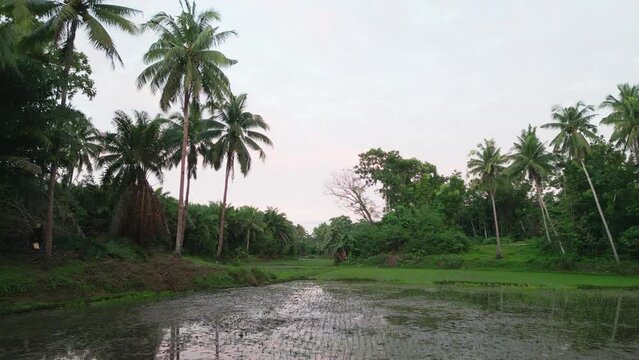 Low forward view of green rice paddy in Philippines jungle environment