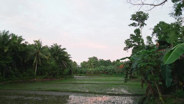 Rice field plantation among green tropic forest, bright day in Philippines