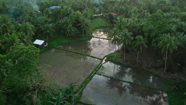 Rice field farm in exotic location among palm tree forest, Philippines