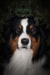 Close-up portrait of tricolor aussie dog