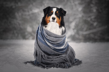 Aussie dog wrapped in blanket