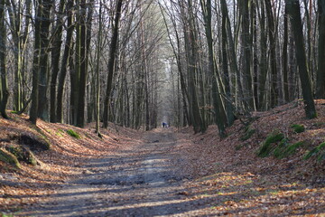 path in the forest
