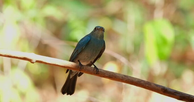 Looking down and suddenly opens its mouth catching some water dripping to drink, Verditer Flycatcher Eumyias thalassinus, Thailand