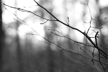 barbed wire on a fence