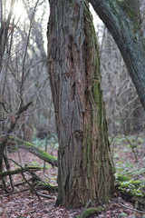 tree in the forest