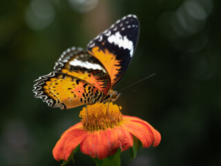 butterfly on flower