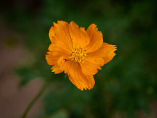 orange flower in the garden