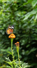 butterfly on a flower