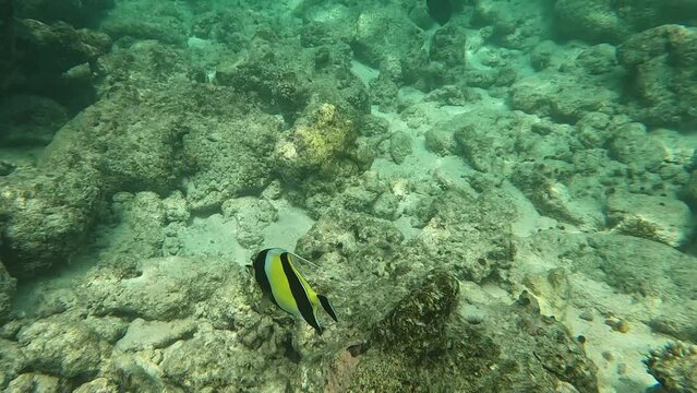 Colourful tropical Moorish Idol fish up-close whilst snorkeling in crystal clear waters of the Maldives, Malahini Kuda Bandos