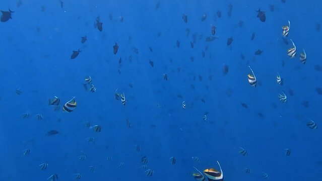 Schooling Bannerfish and Redtoothed Triggerfish whilst snorkelling in crystal clear waters of the Maldives at Malahini Kuda Bandos.