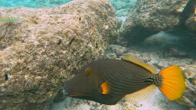 Cheeky little Orangestriped Triggerfish chasing my finger up-close whilst snorkeling in crystal clear waters of the Maldives, Malahini Kuda Bandos