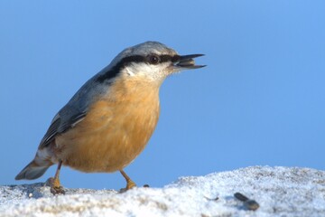 Obraz premium Sitta europaea aka Eurasian nuthatch with the seed in his beak. Clear blue blurred background. Negative copy space. Winter. 