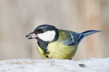 Obraz na płótnie Canvas Parus major aka great tit with seed in her beak. Common bird in Czech republic nature. Winter bird feeding.