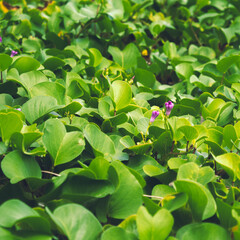 green leaves in the garden